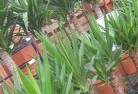 Ballayingplant-nursery-10.jpg; ?>